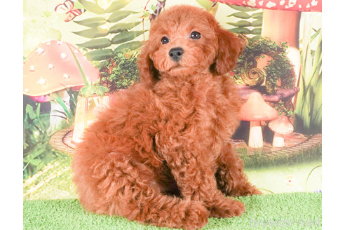 成約済の茨城県のトイプードル-283795の2枚目